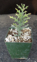 Load image into Gallery viewer, Euphorbia stenoclada