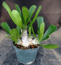 Load image into Gallery viewer, Euphorbia poissonii *larger*