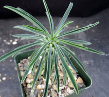 Load image into Gallery viewer, Euphorbia pubiglans