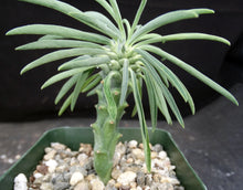 Load image into Gallery viewer, Euphorbia pubiglans