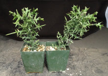Load image into Gallery viewer, Euphorbia stenoclada