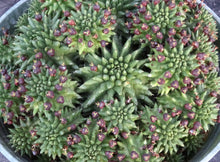 Load image into Gallery viewer, Euphorbia suzannae *Large Plant*