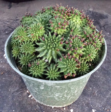 Load image into Gallery viewer, Euphorbia suzannae *Large Plant*