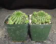 Load image into Gallery viewer, Euphorbia susannae