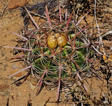 Load image into Gallery viewer, Ferocactus viridescens