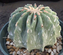 Load image into Gallery viewer, Ferocactus glaucescens v. inermis *Big Plant*