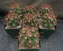 Load image into Gallery viewer, Ferocactus viridescens