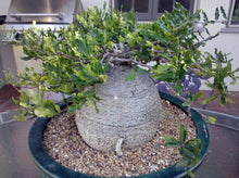 Load image into Gallery viewer, Fockea edulis