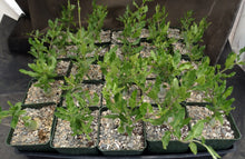 Load image into Gallery viewer, Fockea edulis