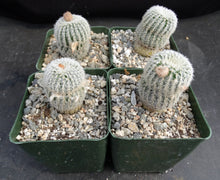 Load image into Gallery viewer, Frailea densispina *Cute miniature white cactus*