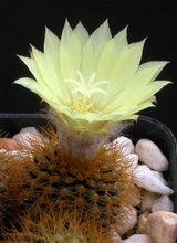 Load image into Gallery viewer, Frailea mammifera