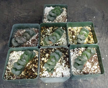 Load image into Gallery viewer, Haworthia truncata 'Fuku'