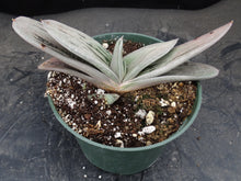 Load image into Gallery viewer, Gasteria Hybrid *green and white*