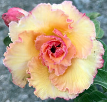 Load image into Gallery viewer, Adenium 'Golden Buddha' Grafted Hybrid