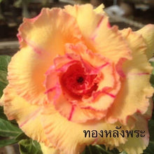 Load image into Gallery viewer, Adenium 'Golden Buddha' Grafted Hybrid