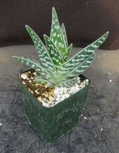 Load image into Gallery viewer, Aloe variegata