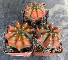 Load image into Gallery viewer, Gymnocalycium 'Moon Melody'