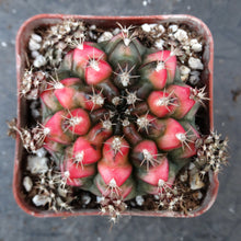 Load image into Gallery viewer, Gymnocalycium 'Nepali Art'