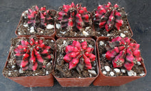 Load image into Gallery viewer, Gymnocalycium 'Red Dragon'