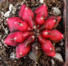 Load image into Gallery viewer, Gymnocalycium 'Red Dragon'