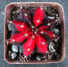 Load image into Gallery viewer, Gymnocalycium 'Shanghai'