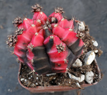 Load image into Gallery viewer, Gymnocalycium 'Sunny Day'