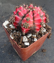 Load image into Gallery viewer, Gymnocalycium 'Sunny Day'