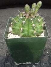 Load image into Gallery viewer, Gymnocalycium anisitsii