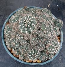 Load image into Gallery viewer, Gymnocalycium bruchii *Big Cluster*