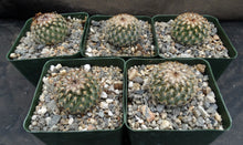 Load image into Gallery viewer, Gymnocactus ysabelae