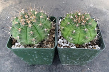 Load image into Gallery viewer, Gymnocalycium anisitsii