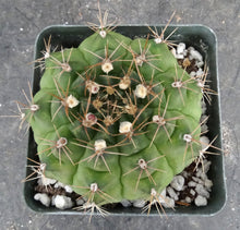 Load image into Gallery viewer, Gymnocalycium anisitsii