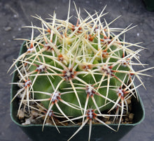 Load image into Gallery viewer, Gymnocalycium monvillei