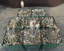 Load image into Gallery viewer, Gymnocalycium ragonesei