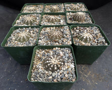 Load image into Gallery viewer, Gymnocalycium ragonesei