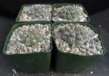 Load image into Gallery viewer, Gymnocalycium robustum *Purple black cactus w/ great spines*