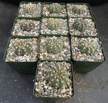 Load image into Gallery viewer, Gymnocalycium triacanthum