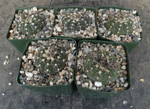 Load image into Gallery viewer, Gymnocalycium triacanthum
