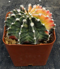 Load image into Gallery viewer, Gymnocalycium Hybrid Orange