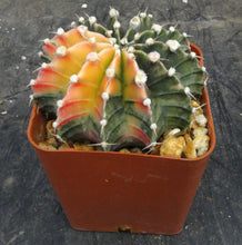 Load image into Gallery viewer, Gymnocalycium Hybrid Orange