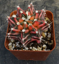 Load image into Gallery viewer, Gymnocalycium Hybrid Red