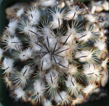 Load image into Gallery viewer, Gymnocactus ysabelae
