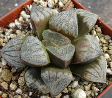 Load image into Gallery viewer, Haworthia 'Aires'