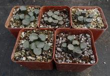 Load image into Gallery viewer, Haworthia maughanii 'Amaterasu'