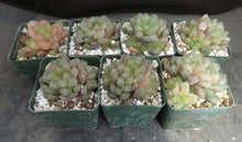 Load image into Gallery viewer, Haworthia 'Amber'