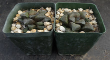 Load image into Gallery viewer, Haworthia 'Desert Iron'