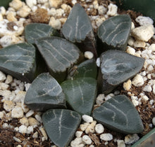 Load image into Gallery viewer, Haworthia elegans