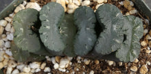 Load image into Gallery viewer, Haworthia truncata 'Fuku'