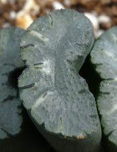 Load image into Gallery viewer, Haworthia truncata 'Fuku'