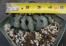 Load image into Gallery viewer, Haworthia truncata 'Great Permissions'